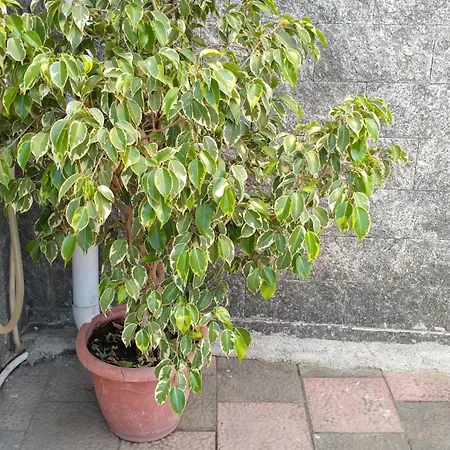 Apartament Domus Annae Pompeja